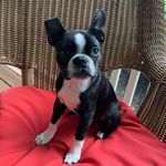 Ace the Boston Terrier - @acedog_bostonterrier - Instagram