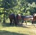 Terri Adkins - Facebook