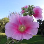 Terri Allison - @terriallison1 - Instagram