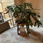 Terry Allison Chance - @beachgrandie_ - Instagram