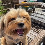 Terri Allman - @zoeyfromtheyorkshire - Instagram