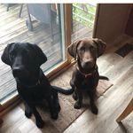 Terri Angelo Bostrom - @angelobostrom - Instagram