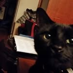 Terri Berger - @terriberger.dancingcat - Instagram