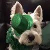 abunnybabe - @terribockdordon - TikTok