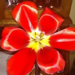 Terri Bock - @terrikenosha - Instagram
