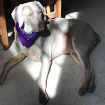 terry boland - @rilestherescue - Instagram