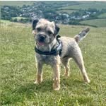 Charlie - @border_terrier__bournemouth - Instagram