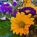Terri Boyle - Facebook