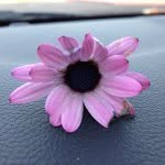 Terri Bray - @rooszoo - Instagram