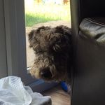 Busby - @busby_thelakelandterrier - Instagram