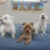 Terri Carmichael - Facebook