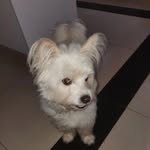 Casper - @caspertheterrior - Instagram