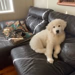 @terri_and_casper - Instagram