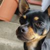 terri chase - @elchihuahuachaseterri - TikTok
