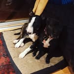 Zoe and Cody - @zoe_and_cody_the_terriers - Instagram