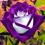 terri corbin - @terricorbin1964 - Instagram