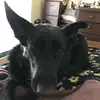 Terri Crabtree406 - @soliddoggy - TikTok