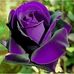 Terri Dees - Facebook