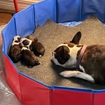 @devriesbostonterriers - Instagram