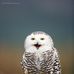 Terri Dow - Facebook