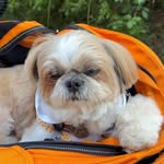 Shihtzu puppies  � - @terridowdy461 - Instagram