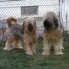 terridowd3 - @terridowd3 - TikTok