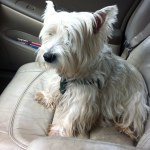 Terri Drury - @thorndrury - Instagram