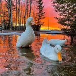 Terri Dunning - @termadu - Instagram