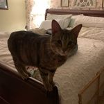 teri everhart - @catzlady123 - Instagram