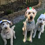 Terri Foley Harrison - @kiley.zuzu.frankthetank - Instagram