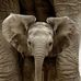 Terri Gooch - Facebook