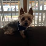 Terri Goodrich - @1lonewoof - Instagram