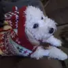 georgeandterriguy - @georgeandterriguy - TikTok