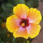 Terri Hamrick - @hamrickterri - Instagram