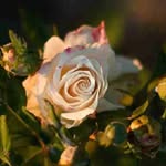 Terry Hamrick - @hamrickterry16 - Instagram