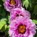 Teri Kauffman - Facebook