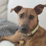 keeley - @keeley.the.terrierable - Instagram