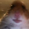 Alfie - @terrikerr1 - TikTok