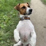 Клаус из Сибири) - @klaus_jack_russel_terrier - Instagram