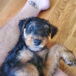 Klaus Shumaker - @klaus.airedaleterrier - Instagram