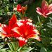 Terri Layman - Facebook