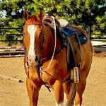 Terri Lechner Hoyt - @hoyt423 - Instagram
