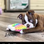 Lemon 🍋 - @lemon.the.bostonterrier - Instagram