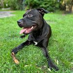 Lemon - @lemon_american_pitbull_terrier - Instagram