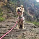Selina - @terrier_liebee - Instagram