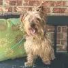 lilster - @terrierlilly - TikTok