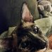 Terri Link - Facebook