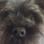 Terri Link - @terri_lovesdogs - Instagram
