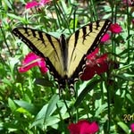 Terry Gavell Linnell - @capebutterfly67 - Instagram