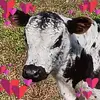 terrimaine - @terrimaine - TikTok